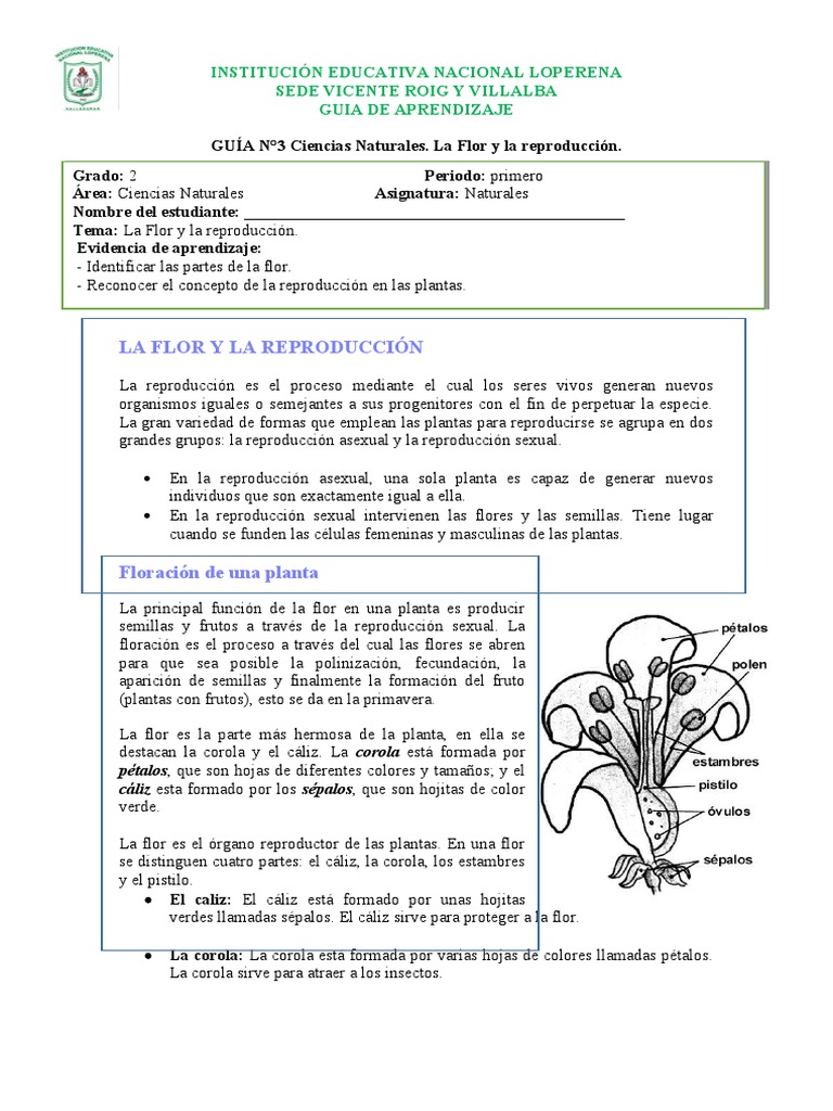 GUÍA #3 La Flor y La Reproducción de Las Plantas | PDF | Flores | Fruta