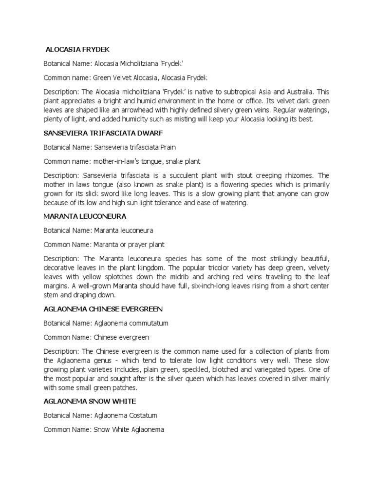 Plant Description PDF Leaf Houseplant