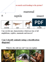 Amphibia N Reptile Mammal Insect: in Your Books, Can You Match Each Heading To The Picture?