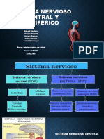 Sistema Nervioso Central y Periférico