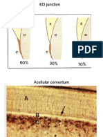 Cementum