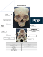 Osteologia de La Cara