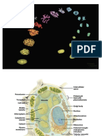 2 - Cell Divisions