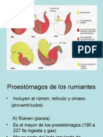 Proestómagos de Los Rumiantes