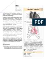 Músculos Papilares