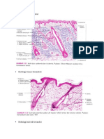 Histologi Kulit Berambut