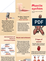 Muscle System