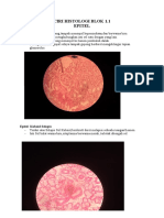 Histologi Bisabisabisa