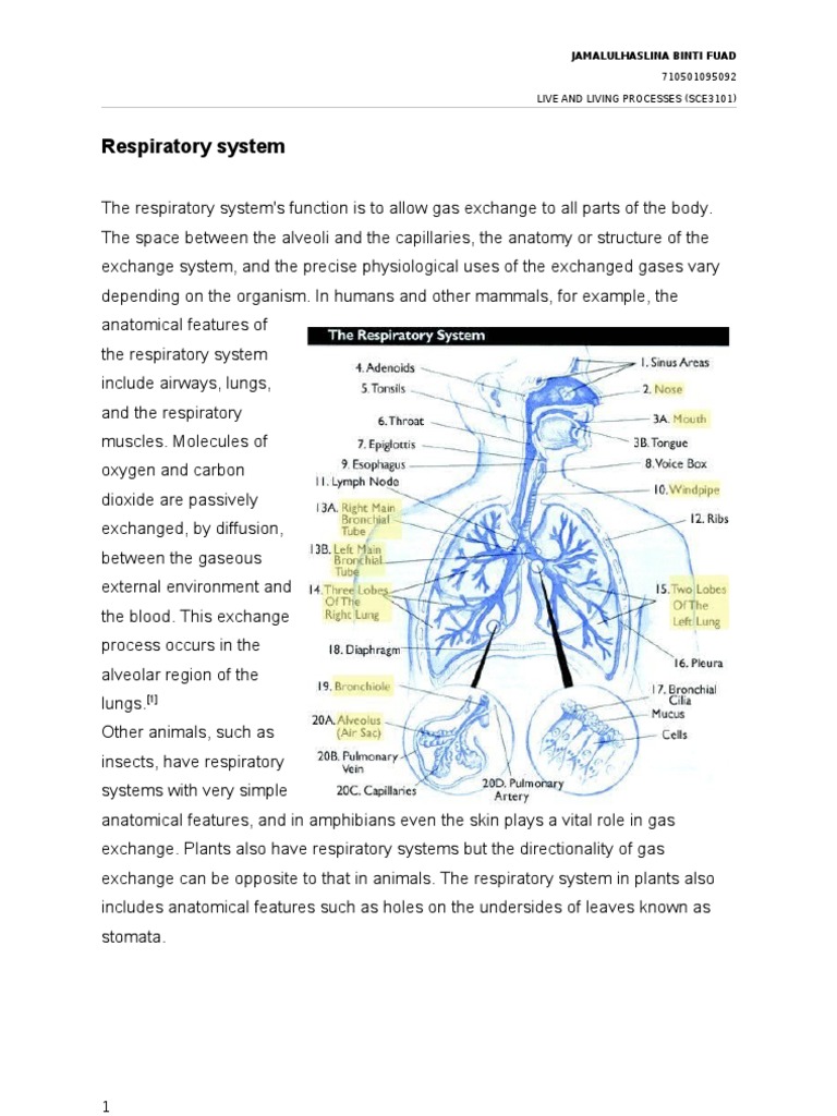 The respiratory system worksheet answers pdf picture