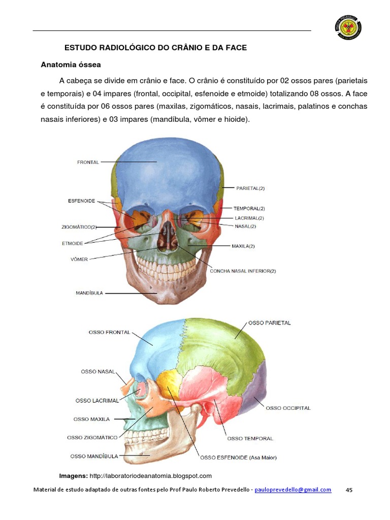 005 Estudo Do Crânio | PDF | Anatomia humana | Cabeça e pescoço humano