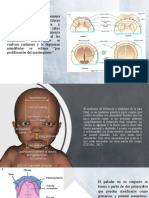 Embrio Desarrollo de Cara
