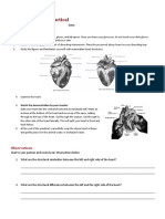 Biology Worksheet Sheep Heart Dissection