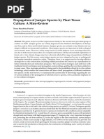 Propagation of Juniper Species by Plant Tissue Culture: A Mini-Review