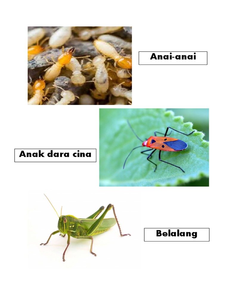 Kura kitar hidup kura kumbang Metamorfosis Kumbang