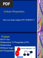 26 Biology 2-16-08 Cellular Respiration