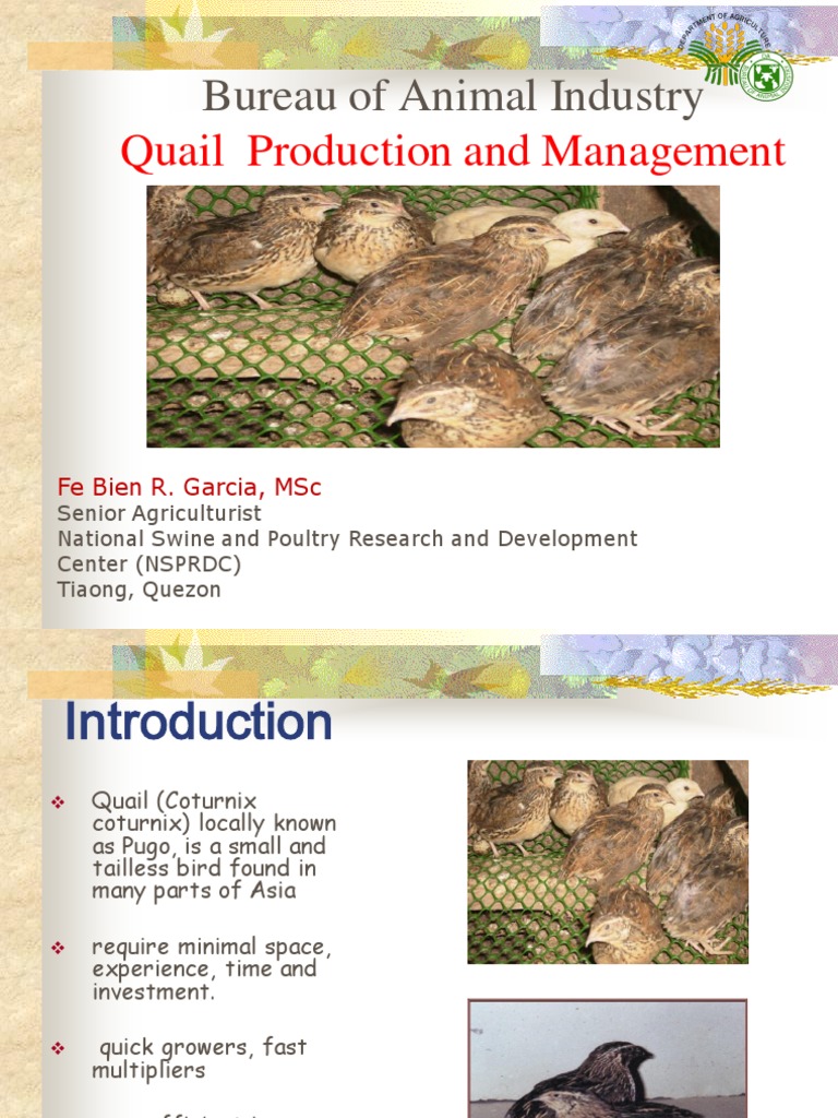 Quail Production and Management Guide | PDF | Chicken | Poultry
