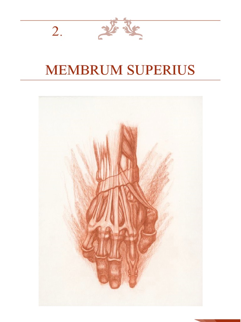 Membrum Superius | PDF