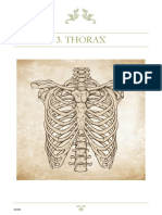 Thorax