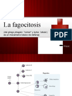 La Fagocitosis