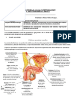 Guia Aparato Reproductor Masculino