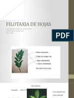 FILOTAXIA