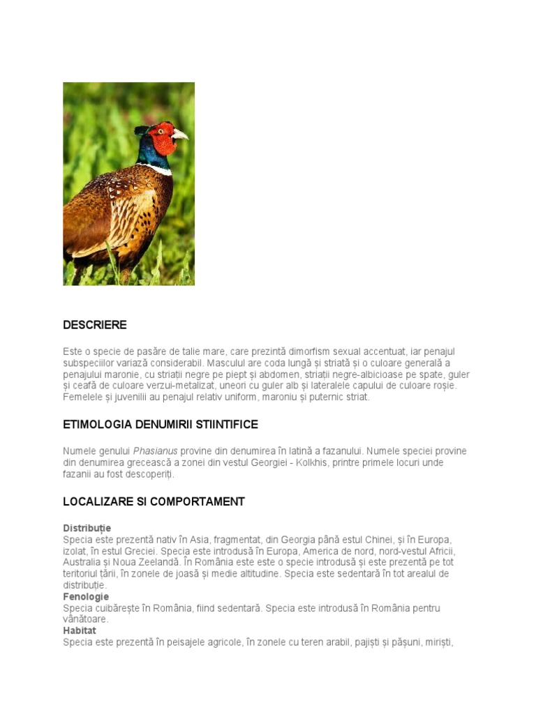 Fazan | PDF