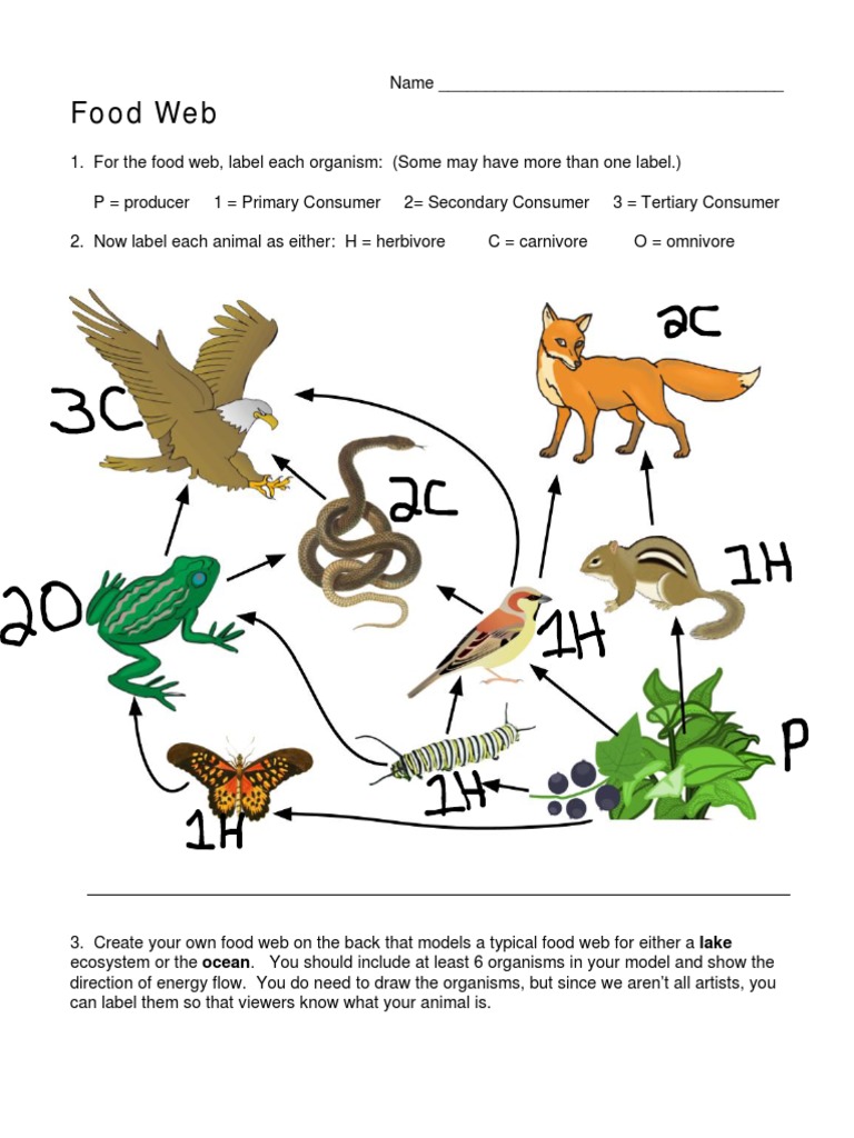 Food Web Worksheet | PDF | Home & Garden | Science & Mathematics