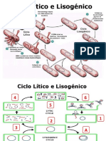 Ciclos do Bacteriófago: Lítico e Lisogênico