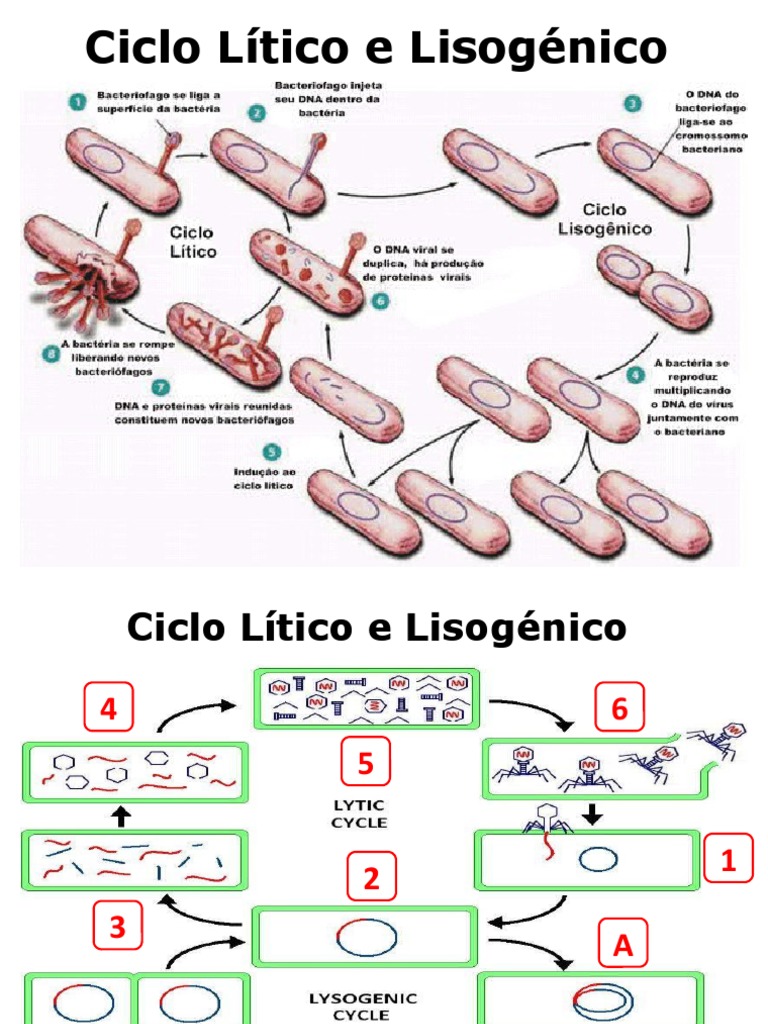 Ciclo Lítico e Lisogénico | PDF