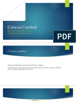 Corteza Cerebral y Funciones