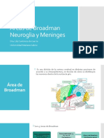 Áreas de Broadman, Neuroglia y Meninges