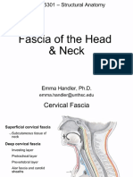 PHAN 5301 - Structure of Head & Neck Fascia