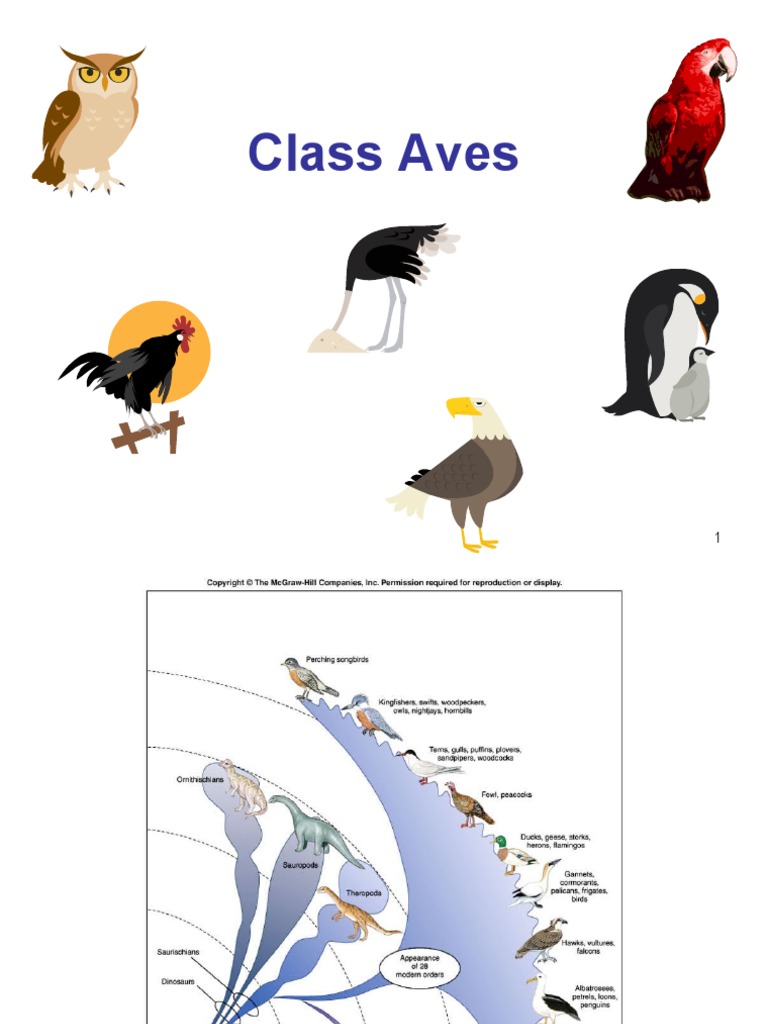 Overview of Class Aves Characteristics | PDF | Birds | Dinosaurs