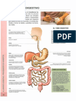 El Aparato Digestivo 2
