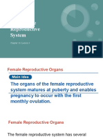 The Female Reproductive System: Chapter 16: Lesson 3