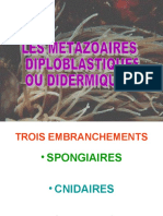 3-Cours Spongiaires