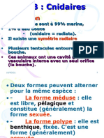 4-Cours Cnidaires