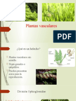 Plantas Vasculares