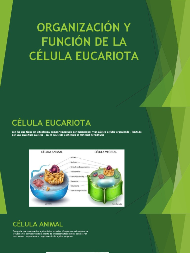 Estructura y Función de la Célula Eucariota | PDF