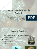Hemlocks and the Woolly Adelgid