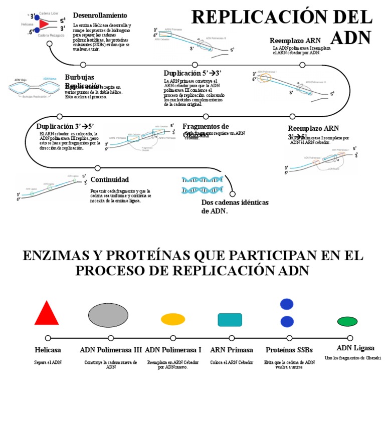 Proceso de Replicación del ADN | PDF | Replicación De Adn | Ácidos ...