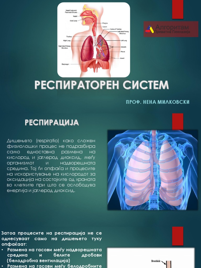 Респираторен систем 1 | PDF