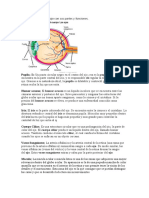 Elegir Una Imagen Del Ojo Con Sus Partes y Funciones