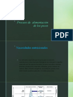 Proceso de Alimentación de Los Peces