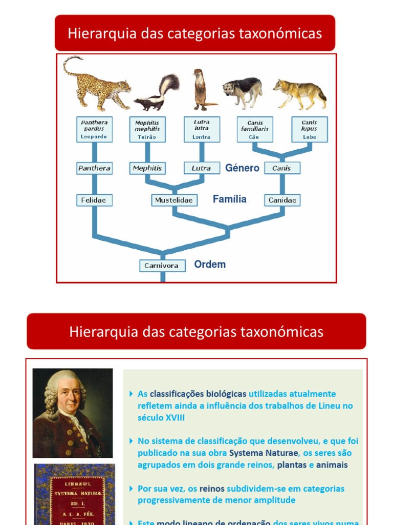 Hierarquia das Categorias Taxonómicas | PDF | Taxonomia (Biologia) | Gênero