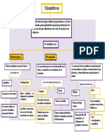 Mapa Conceptual Mamiferos.1