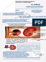 Resumen Del Riñon