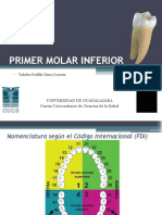 Presentacion Final Primer Molar Inferior