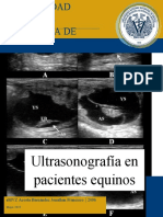 Ultrasonido en Caballos