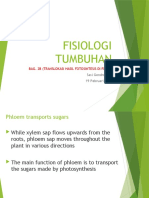 2B. Translokasi Di Floem